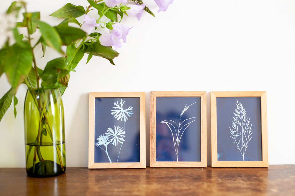 Cyanotypes sur papier
