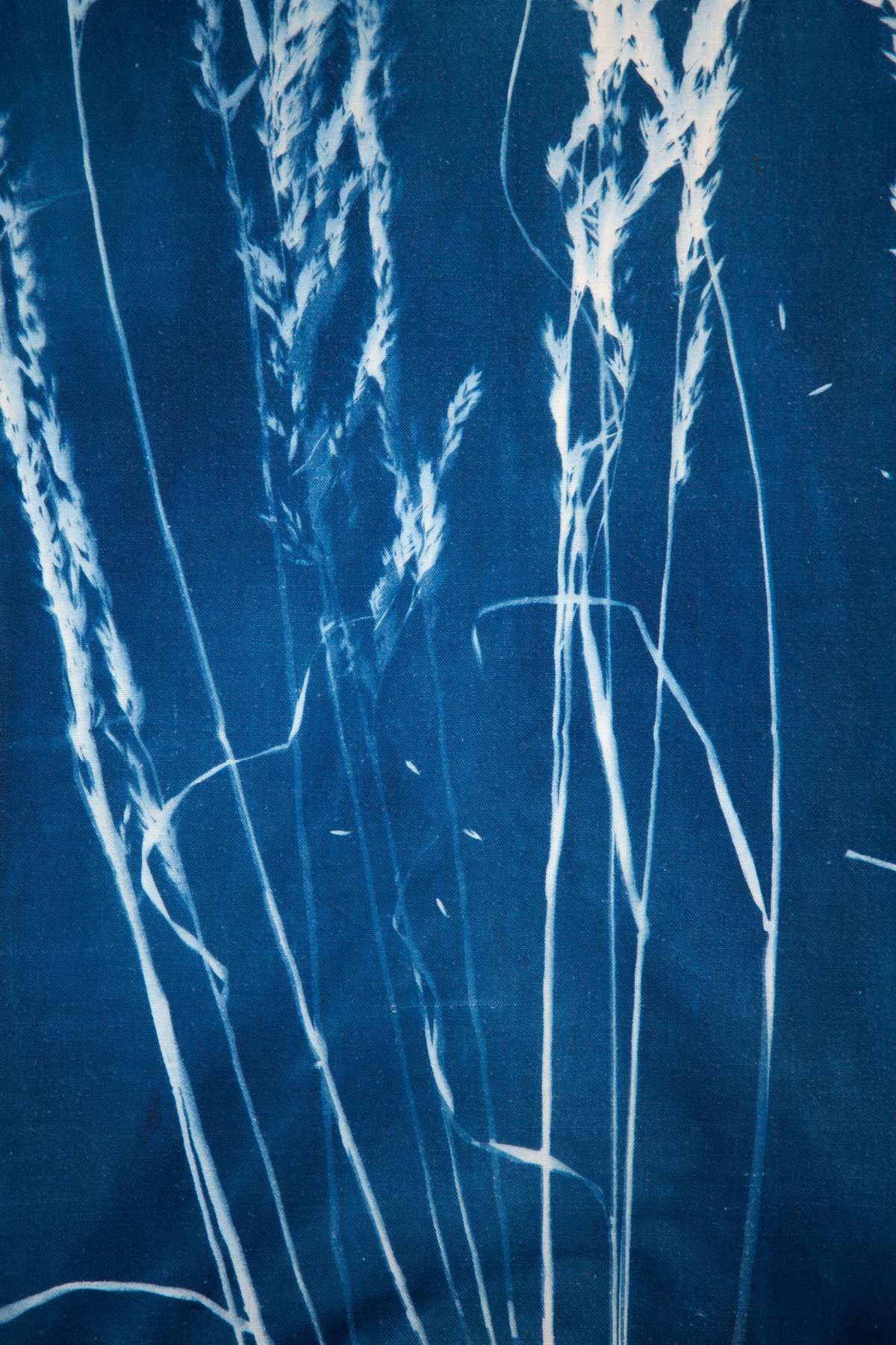 cyanotype, kakemono, graminées, décoration d'intérieur,